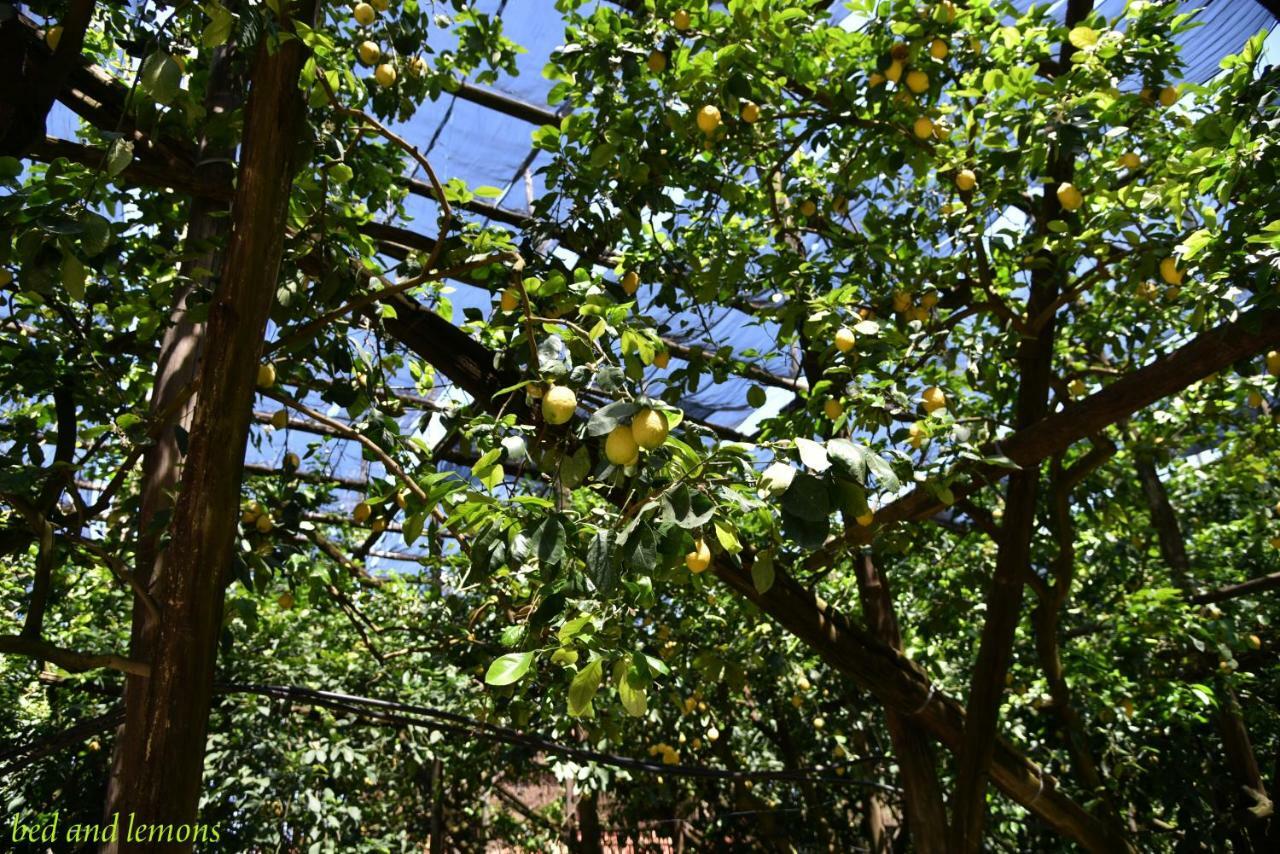 Bed And Lemons Bed & Breakfast Пиано ди Соренто Екстериор снимка